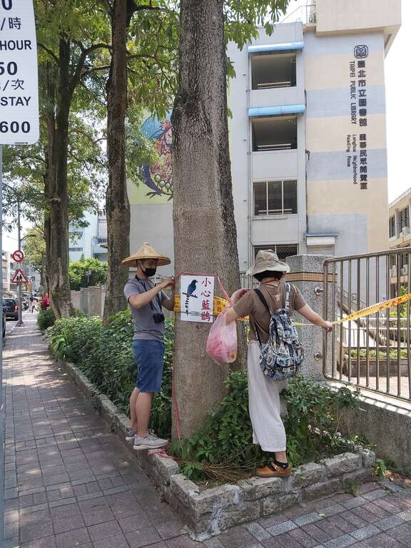 動保處張貼告示牌及圍封鎖線提醒用路人避開台灣藍鵲巢區