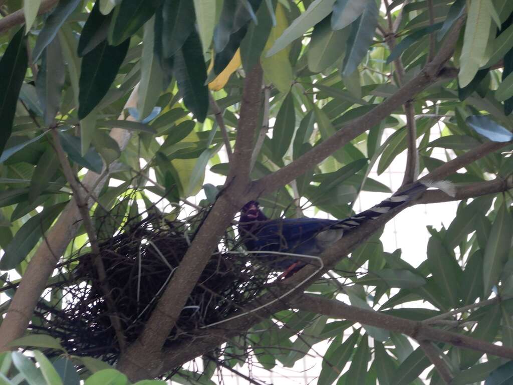 台湾蓝鹊育巢期间常於巢边护雏