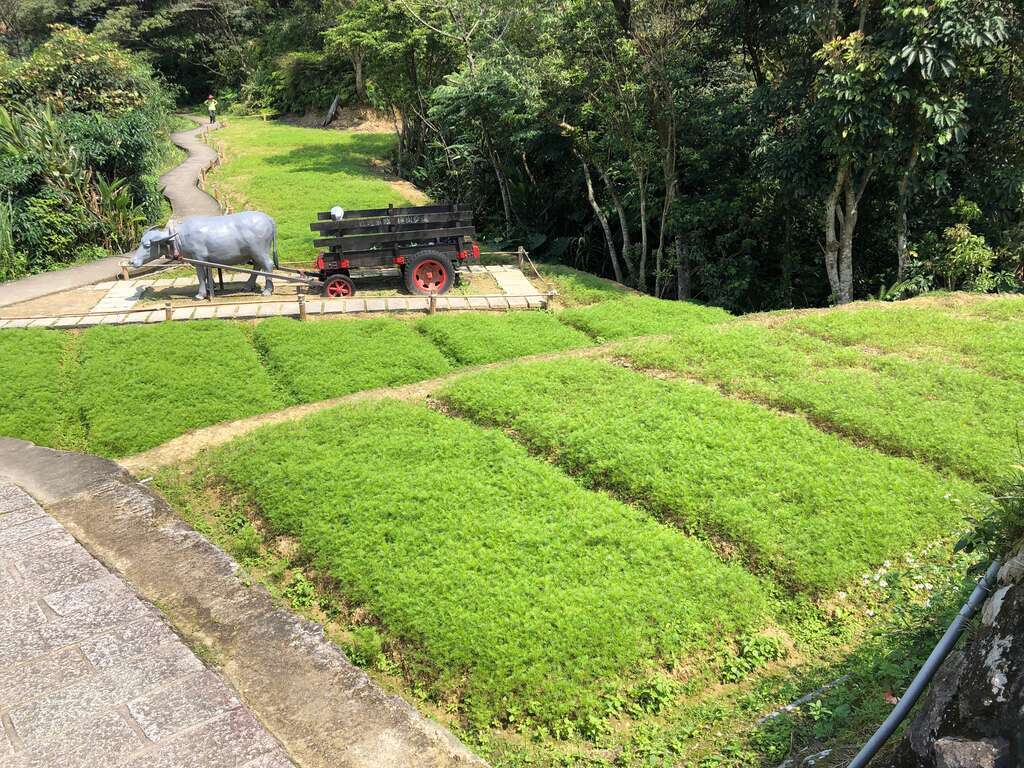 クスノキと茶が香る コスモスの花畑再び