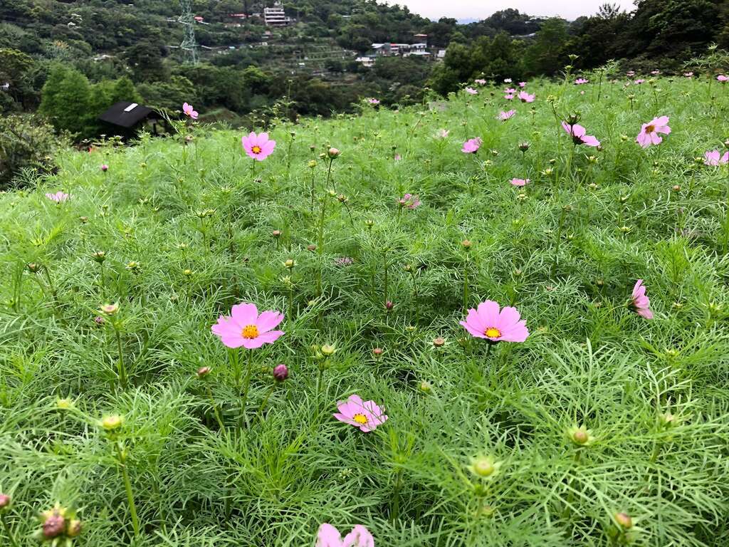 クスノキと茶が香る コスモスの花畑再び