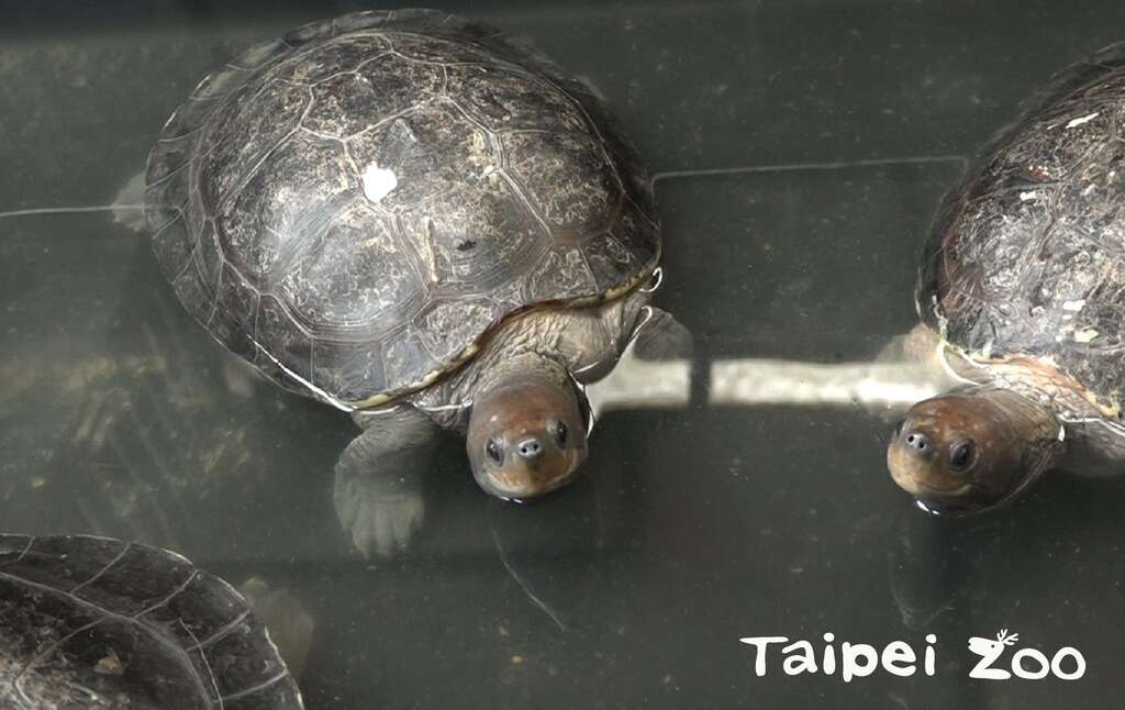 臺灣冬季濕冷，保育員怕西瓜龜真的變成「冰鎮西瓜」，暫時移至後場室內環境照顧