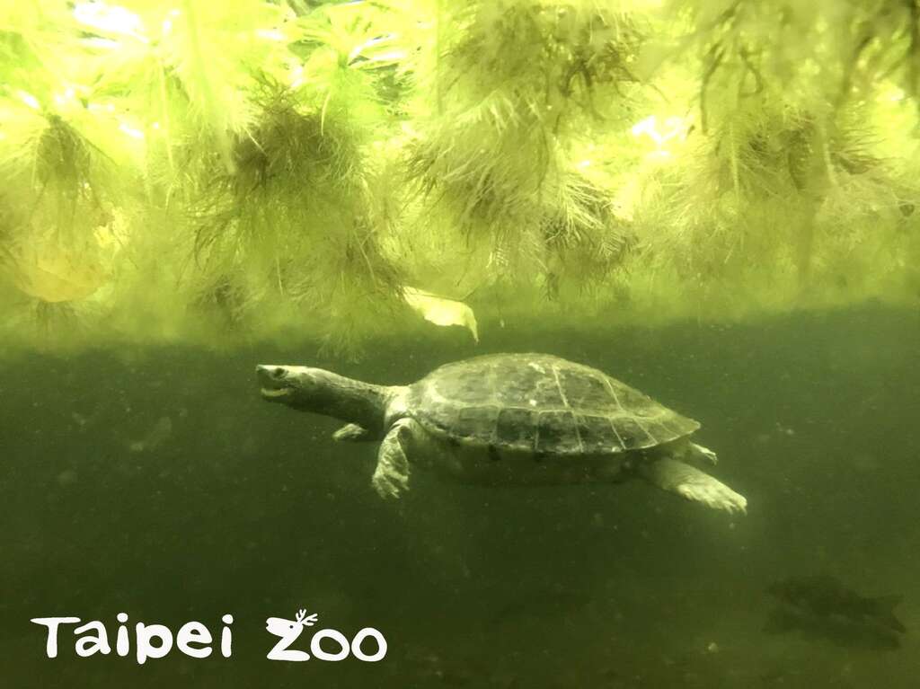 熱帶雨林戶外區再度推出「冰鎮西瓜」，讓大家隔著玻璃，觀察水中載浮載沉的西瓜龜（林育欣攝）