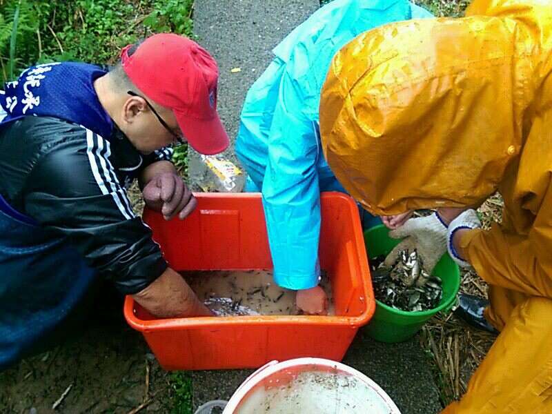 公园维护日常-外来种鱼类清除作业
