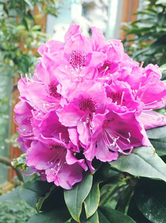 图2石楠杜鹃花序大且圆整紧密，花团锦簇而色彩丰富，在花市非常吸睛。
