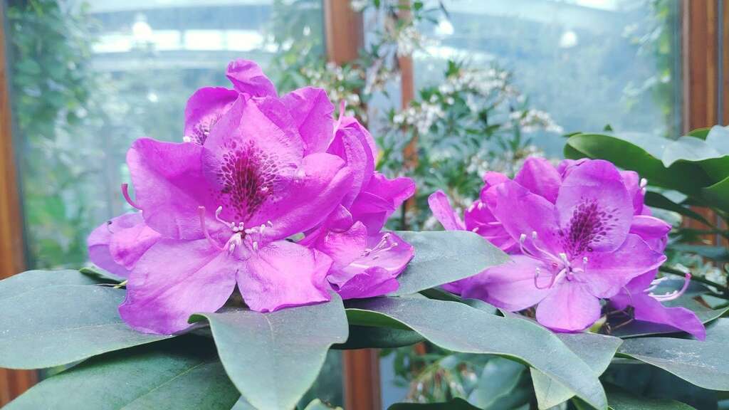 图3石楠杜鹃宛若花簪的华丽花朵，因此被誉为「山之女王」。