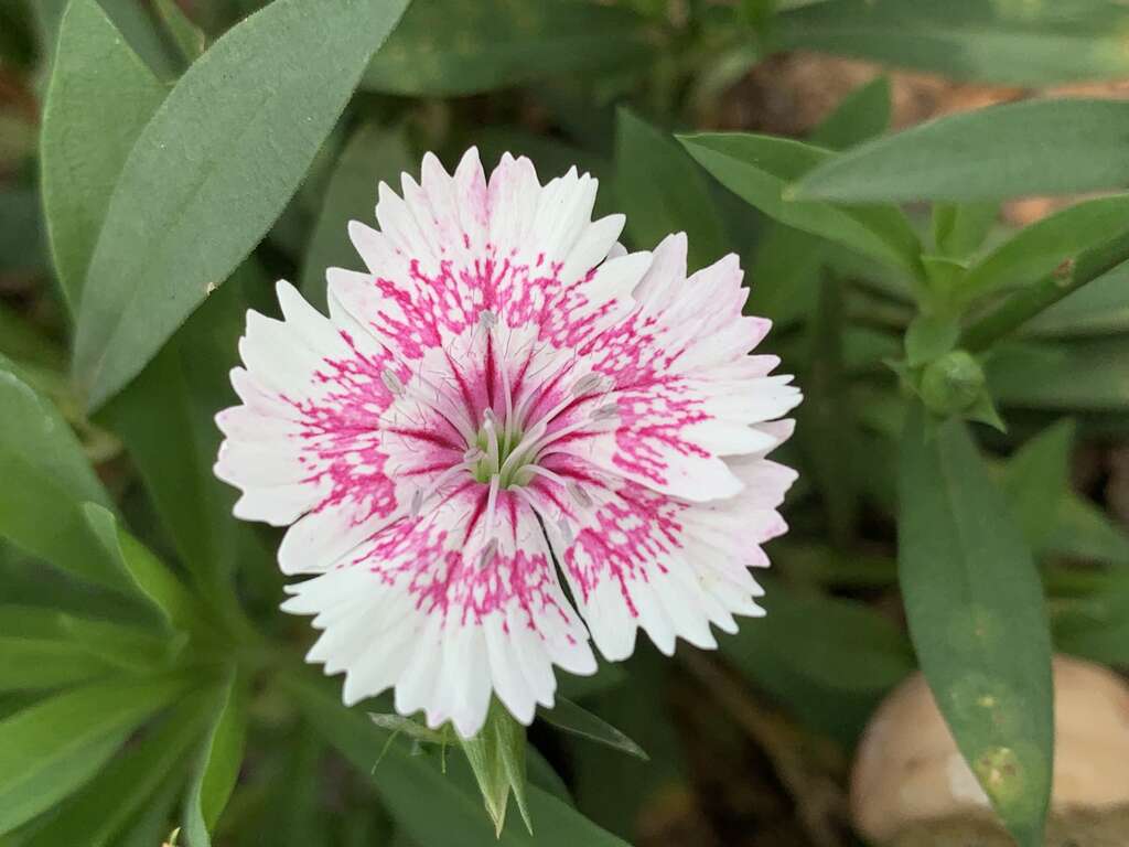 五彩石竹花径不大，花朵边缘有不整齐的浅裂