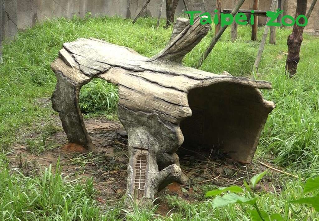 紅毛猩猩戶外活動場，近期出現了一個神祕樹洞！