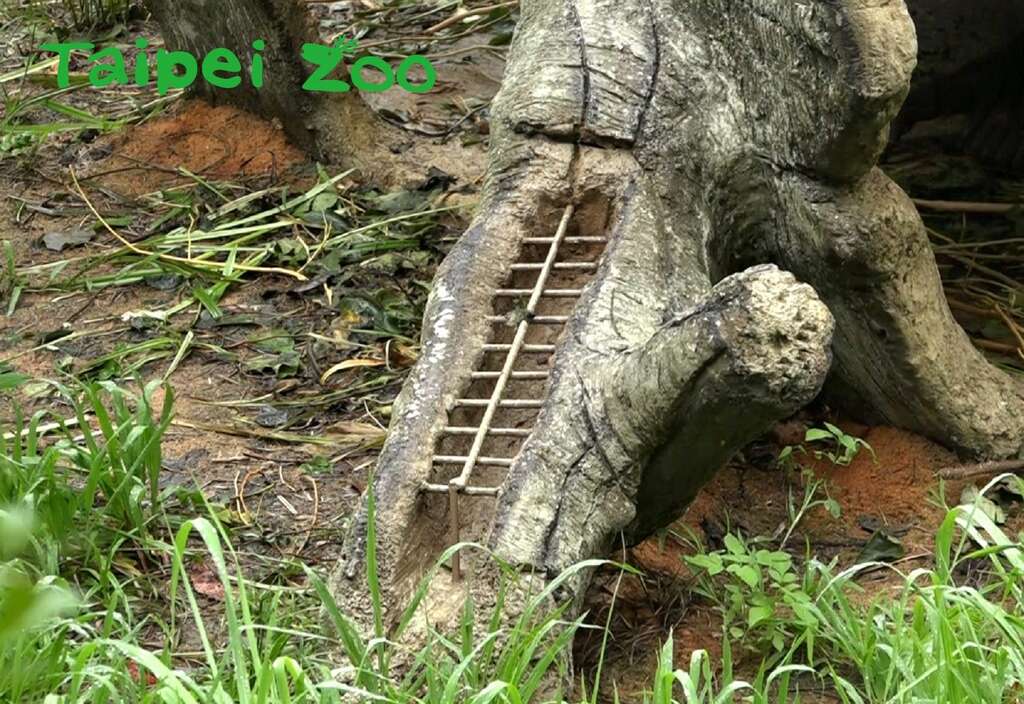 格子状的凹槽，是为了将葡萄乾、龙眼及水果切丁，塞入其中让红毛猩猩「寻找」食物而作的设计