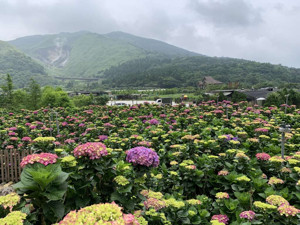 遍野的繡球花
