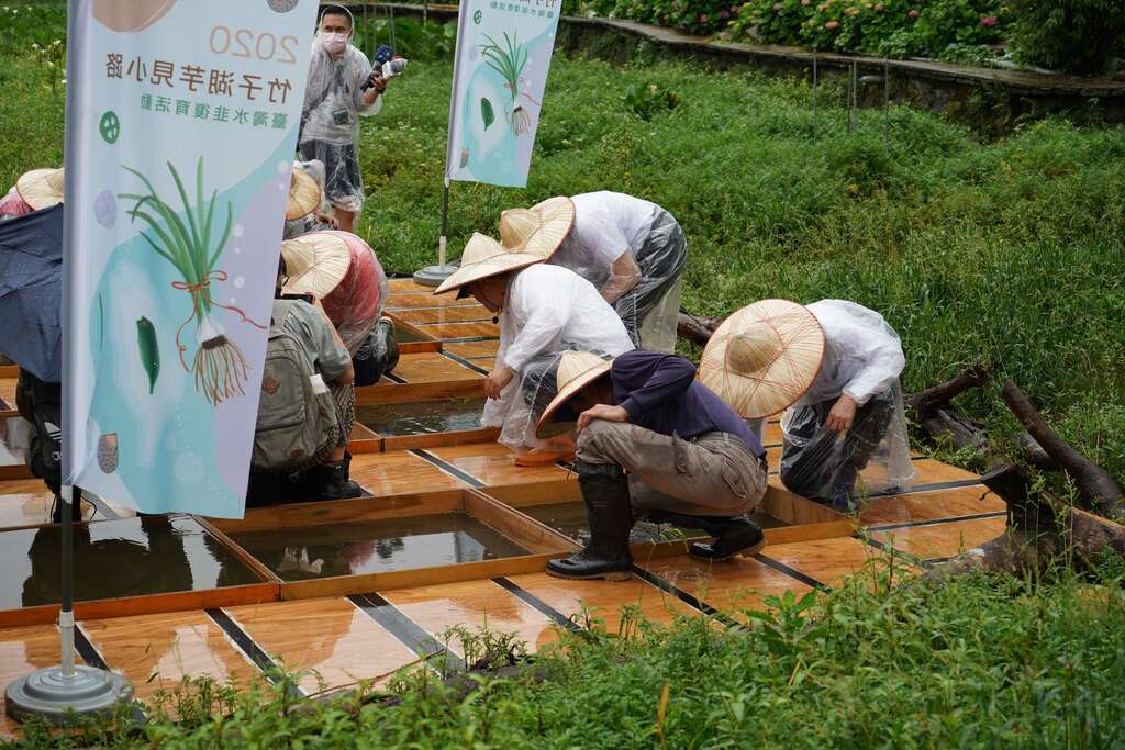 4.台湾水韭复育