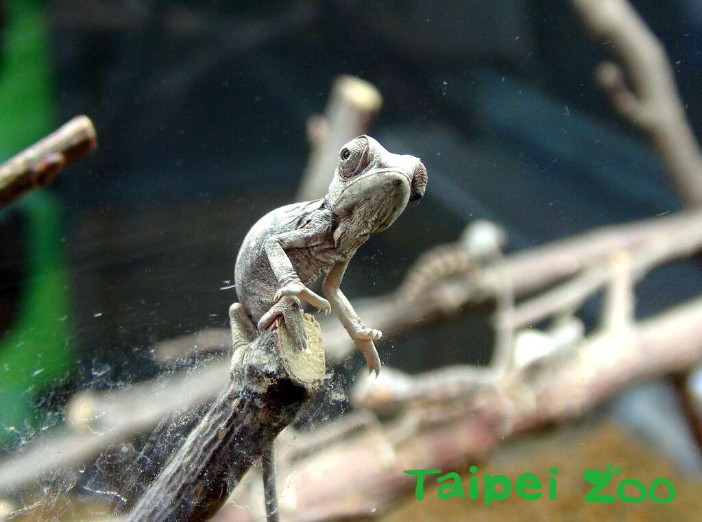 寶寶現在約2周大，就像人類小朋友一樣，非常頑皮