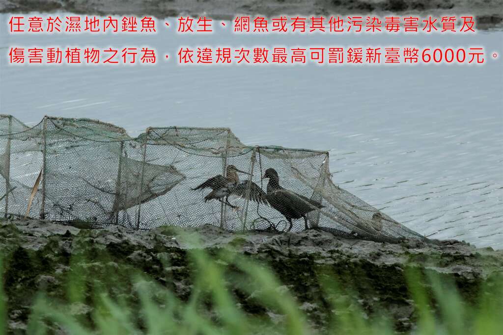 若任意於濕地內銼魚、放生、網魚或有其他污染毒害水質及傷害動植物之行為,依違規次數最高可罰鍰新臺幣6000元