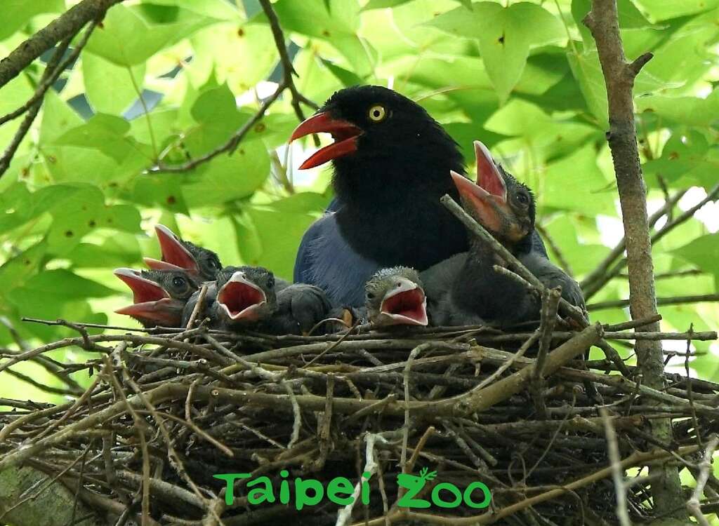 台湾蓝鹊繁殖季节时非常凶悍，成鸟时常会在鸟巢附近的树梢「盯哨」（詹德川摄）