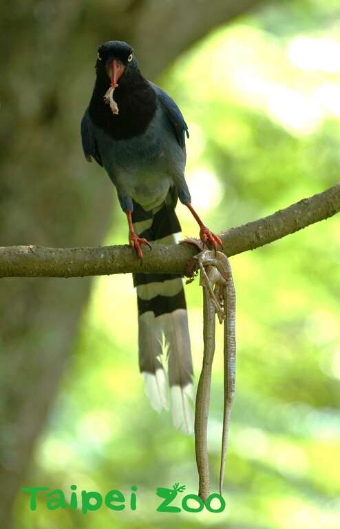 杂食性的蓝鹊会用浆果、昆虫、蛇、蛙和老鼠等喂食幼鸟（詹德川摄）