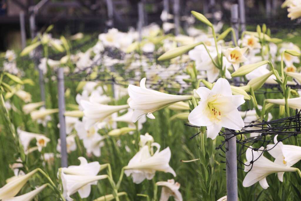 百合花海美不胜收