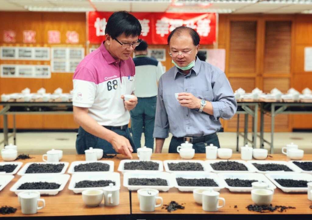 春季优良铁观音茶比赛评审
