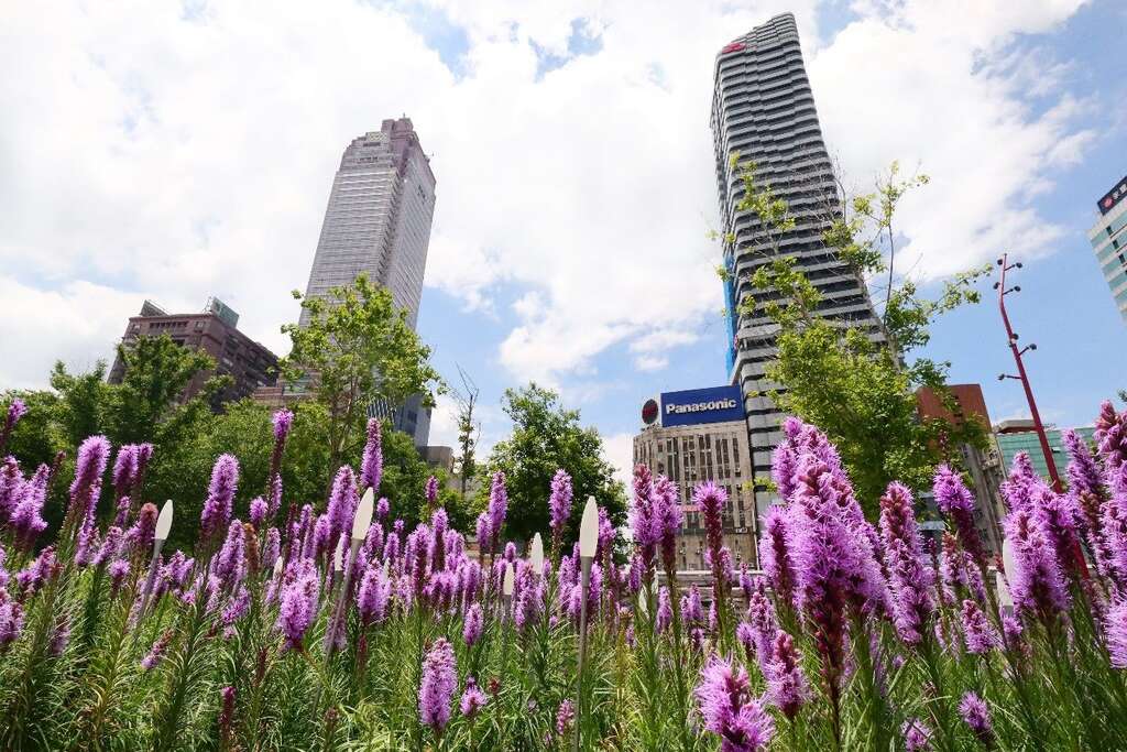 紫色麒麟菊與建築相輝映