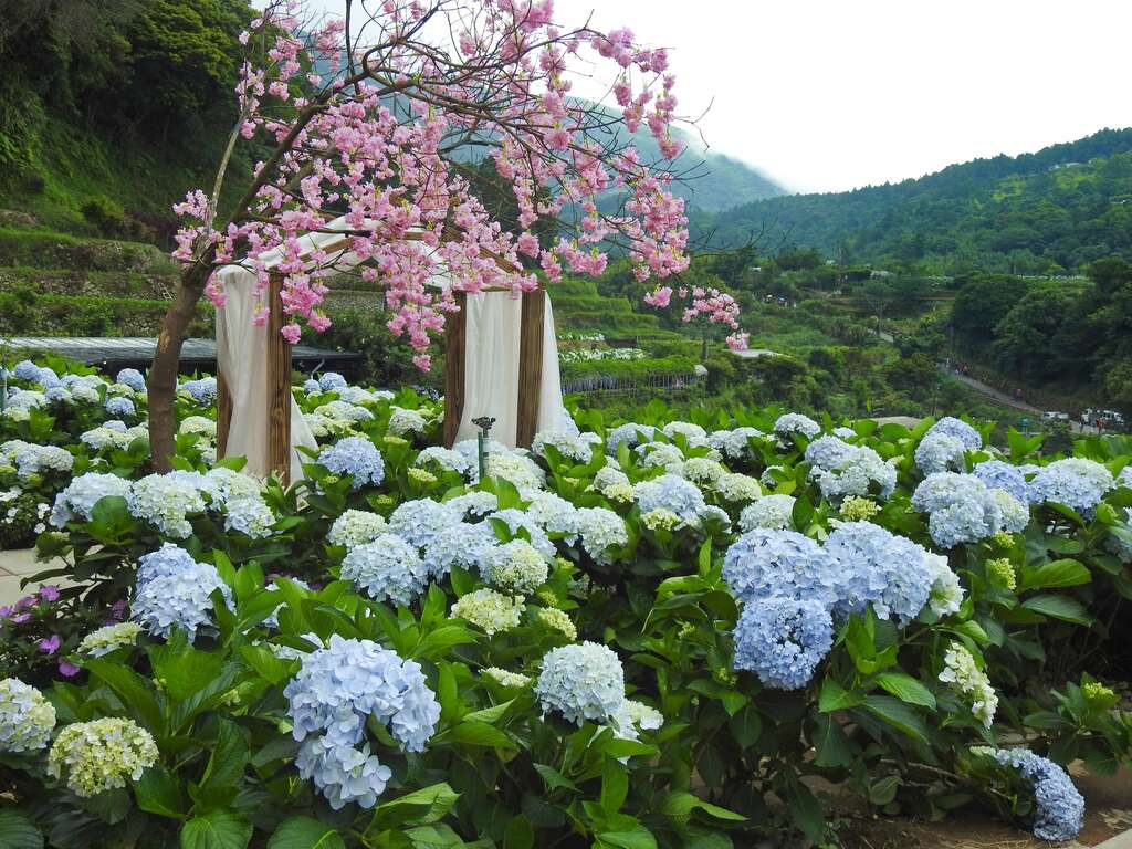 <주즈후 수국> 화려한 등장