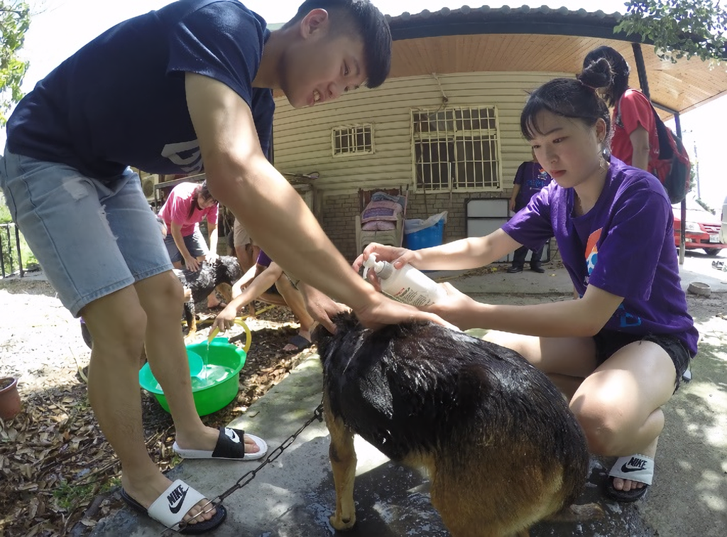 壮游团队「枫城班联」至台东，为当地的流浪狗洗澡。