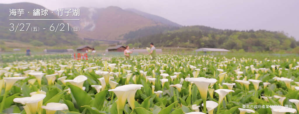 2020竹子湖海芋季 & 绣球花季