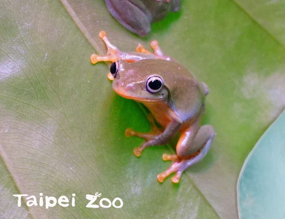俗称的青蛙与蟾蜍皆属於无尾目的蛙类（台北树蛙）
