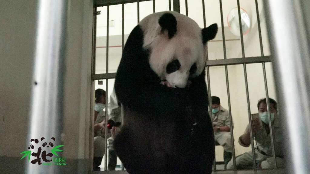 大猫熊「圆圆」将新生宝宝叨起