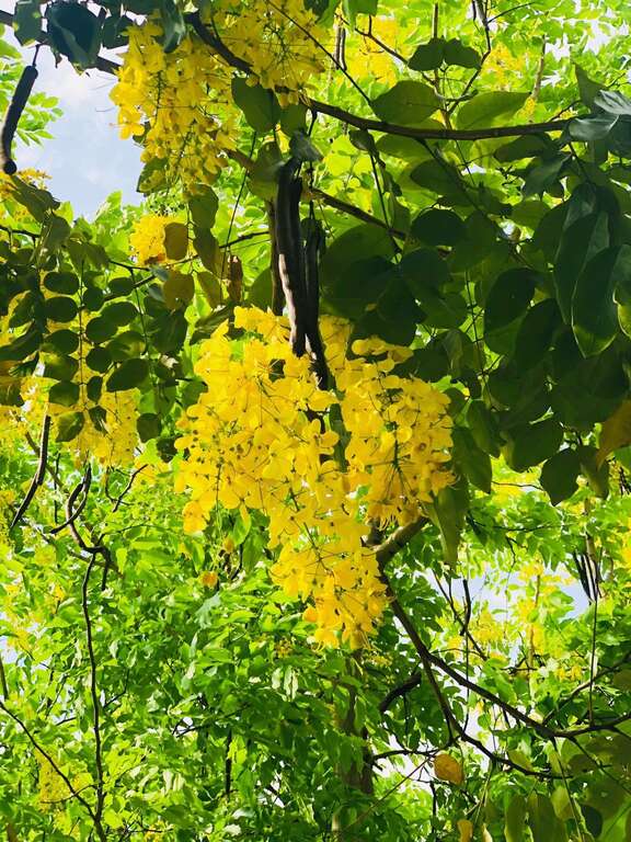 一串串黃花垂掛爭