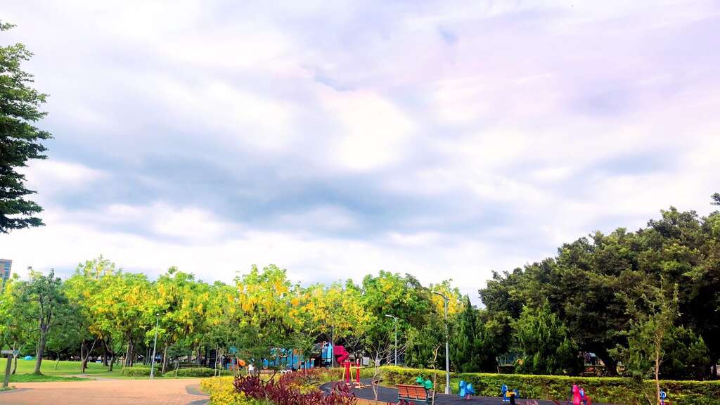 美崙公園阿勃勒金黃花海
