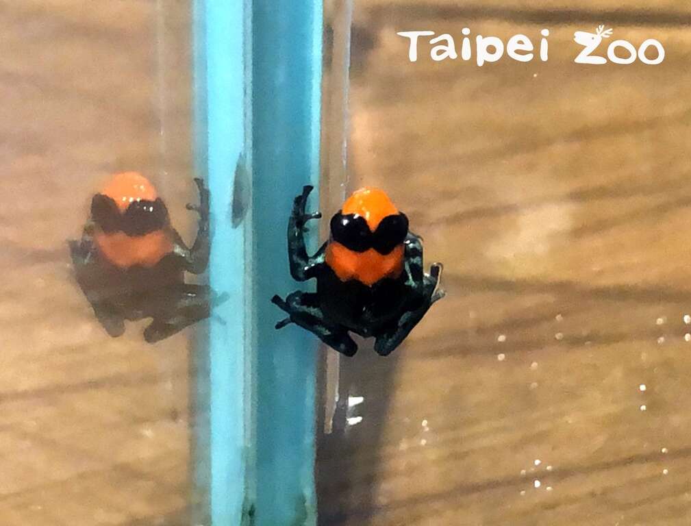 台北动物园首次成功繁殖「火焰箭毒蛙」，外观亮丽颇有塑胶感