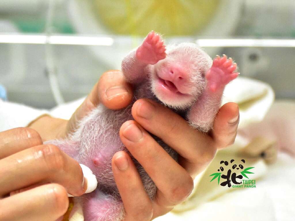 大猫熊新生宝宝萌到不要不要！（7月1日，3日龄）