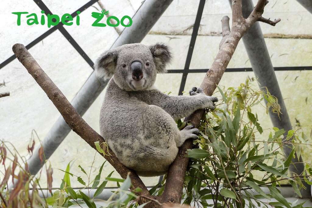 喜歡無尾熊的遊客們，記得到澳洲動物區和「奇奇」和「蒂蒂」打招呼（「琪琪」）