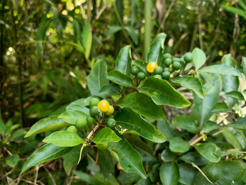 28玛瑙珠的果实幼果为绿色，成熟後渐转成橙黄色、橘红色，果实虽漂亮但是有毒性，宜小心避免误食