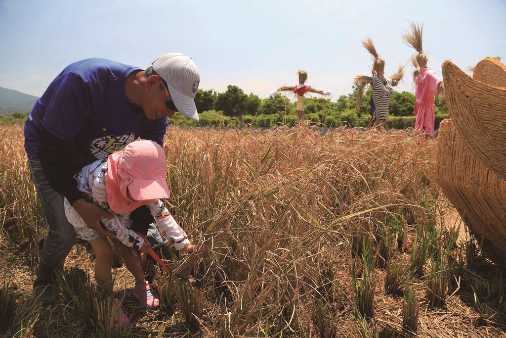 每到7 月，關渡平原稻作結穗呈現一片金黃，台北市產業發展局與北投區農會便會舉辦活動讓民眾參與收割。( 圖／台北市產業發展局)