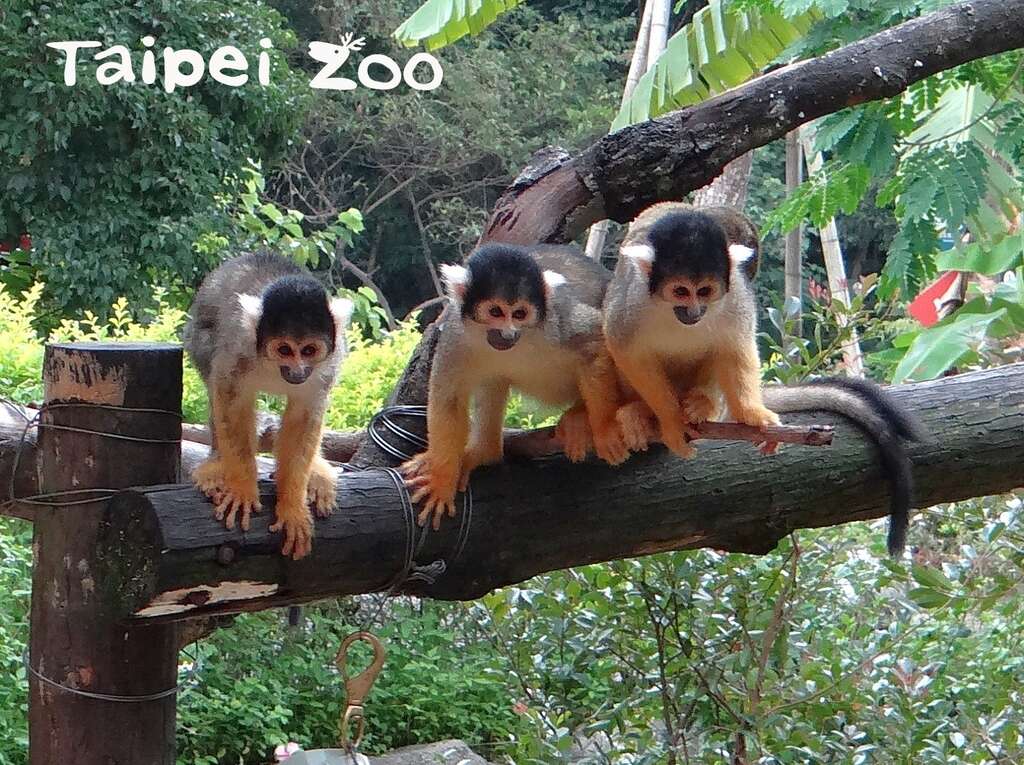 黑冠松鼠猴是原本分布於亚马逊河流域上游集水区的小型灵长类