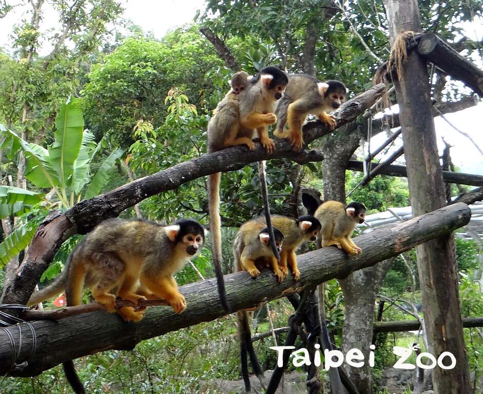 黑冠松鼠猴喜欢群体生活，牠们总是吵吵闹闹的在树枝上活动