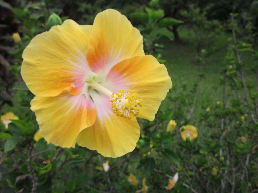 黃花扶桑