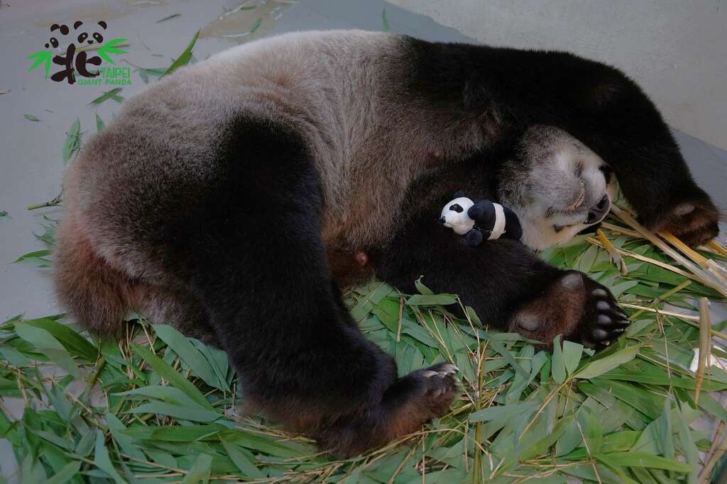 大猫熊「圆圆」：妈咪累翻了！