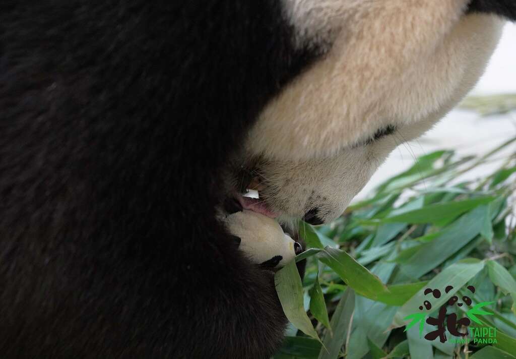 大猫熊「圆圆」是个温柔贴心的好妈妈