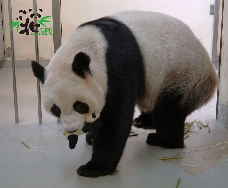 今年「二宝仿仔」做得更逼真，经过一次的修正後，「圆圆」毫不犹疑地接受了
