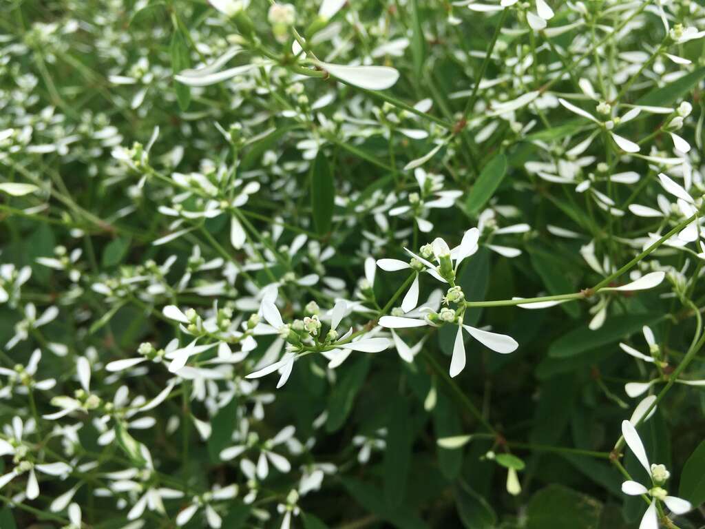 雪花草是夏日玫瑰园可爱的配角