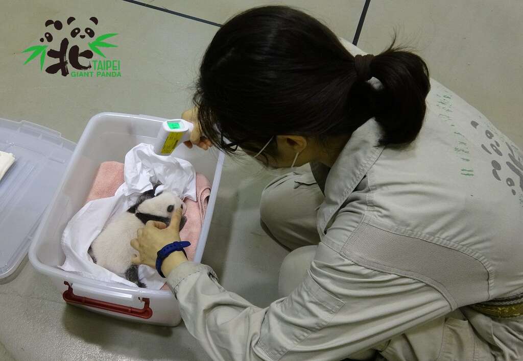 「圓仔妹」準備回到媽媽身邊，保育員為她測量體溫