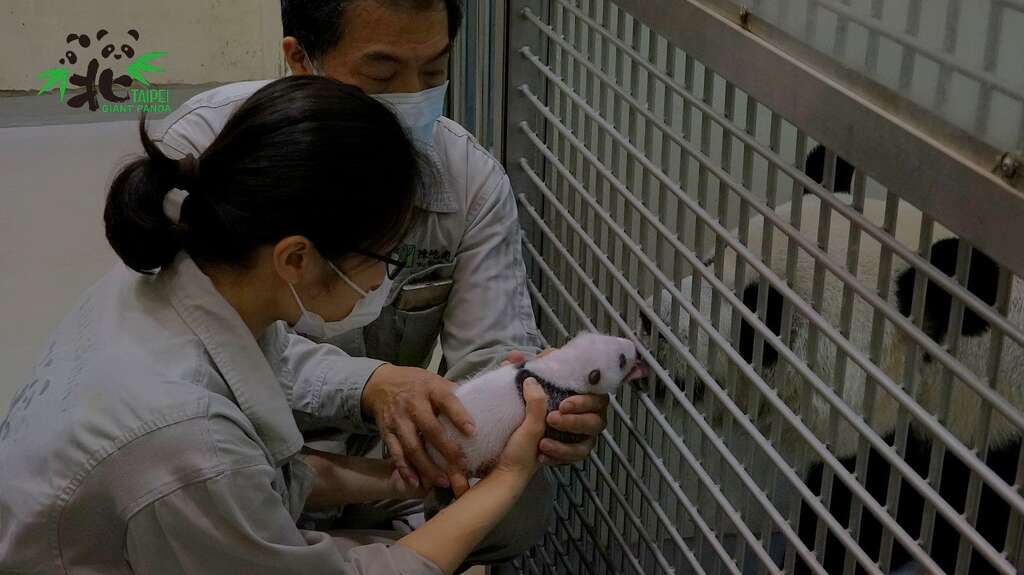 寶寶發出叫聲，「圓圓」溫柔地舔舐「圓仔妹」加以安撫