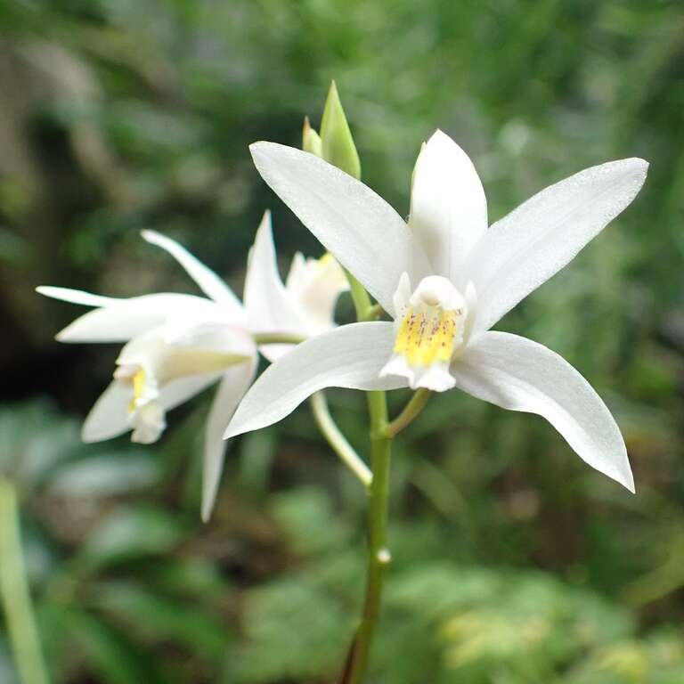 「臺灣白及」名稱沒有「蘭」字，但它可是在平地就可觀賞到最有看頭的野生蘭花!