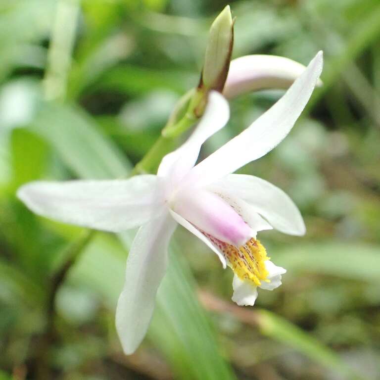 「臺灣白及」雪白花瓣微透嫩粉光澤，姿態清雅秀麗。