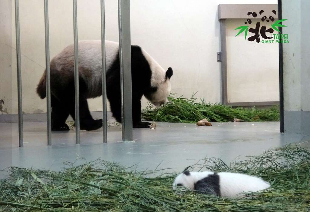 大貓熊「圓圓」：寶貝乖哦！媽媽吃個飯