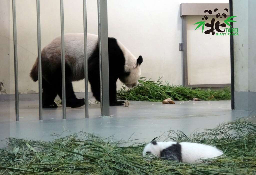 大猫熊「圆圆」：宝贝乖哦！妈妈吃个饭