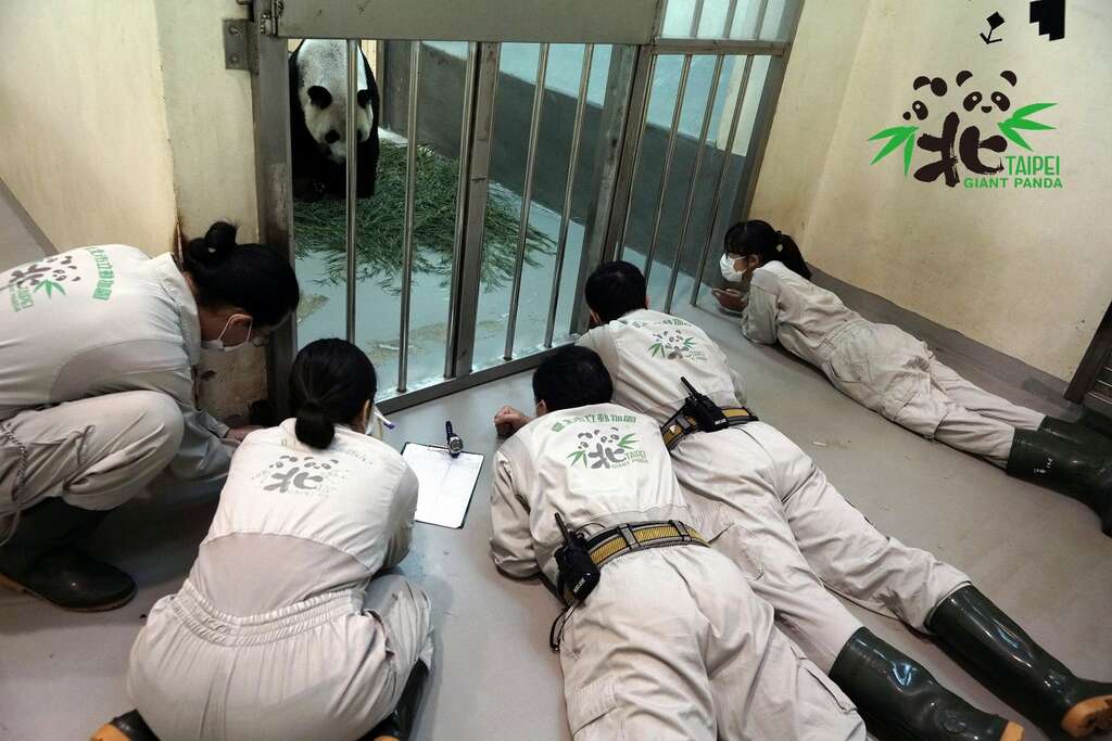 为了确认「圆仔妹」是否正在喝奶，保育员们全趴了！
