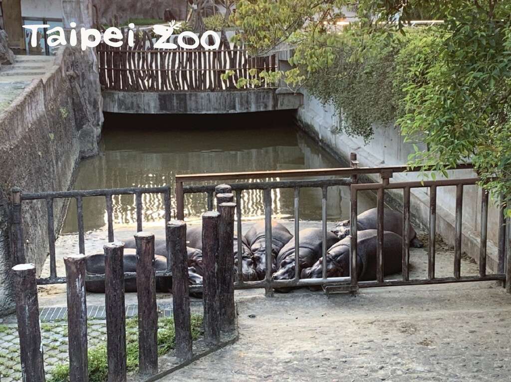 吃饭时间结束後,河马总是依偎在一起休息、睡觉,彷佛刚才的食物抢夺大战从来没发生过