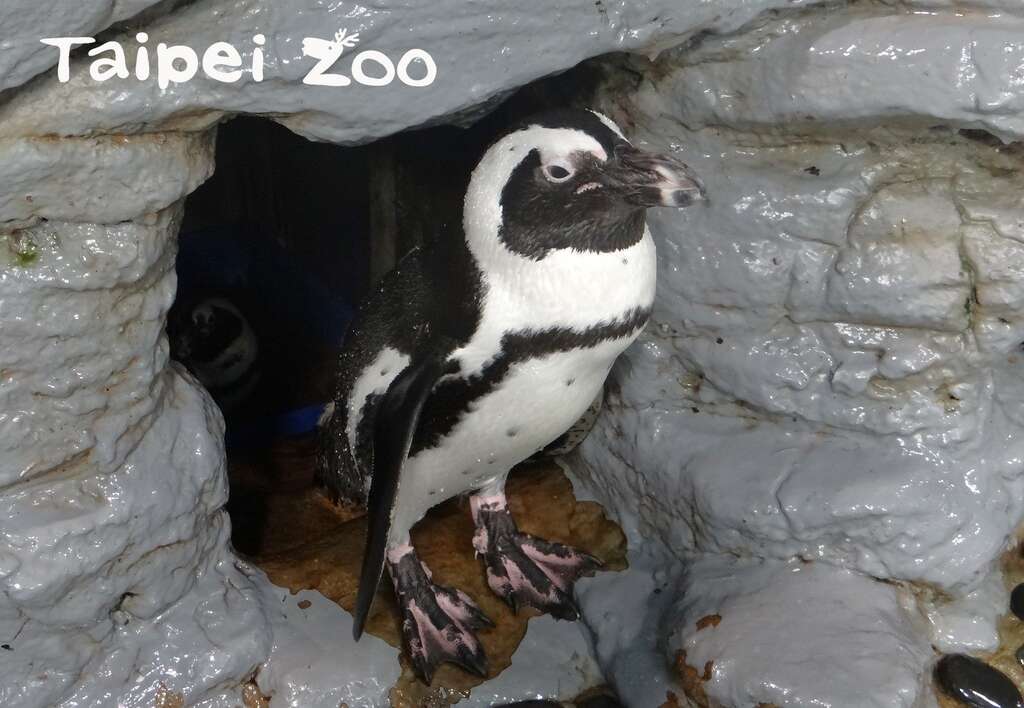 每年只有最强悍的黑脚企鹅才能占据室内的巢穴