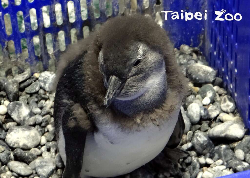 黑脚企鹅宝宝约两个多月大时，会逐渐褪下棕色绒毛大衣，换上一身亮丽的黑色燕尾服